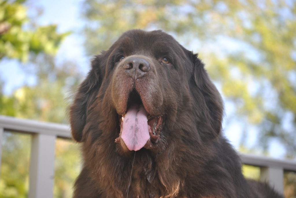 Why Are There Black Spots On My Newfoundland's Tongue?