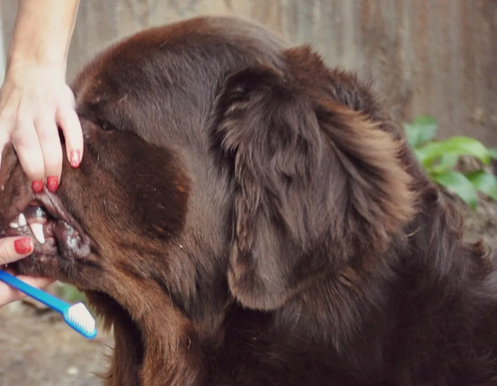 10 Simple Facts About Your Dog's Teeth