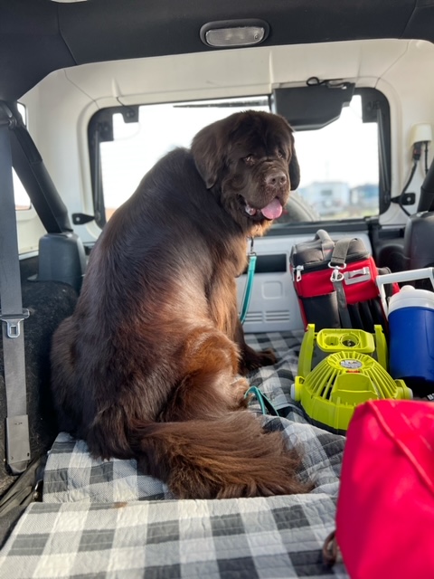 brown Newfie traveling in Jeep