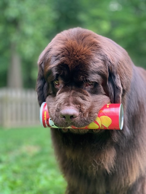 brown Newfie holding chip can