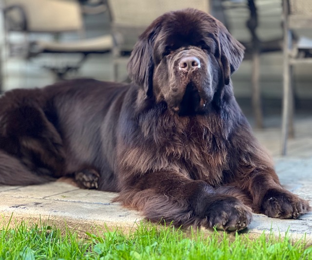 brown Newfie laying in grass