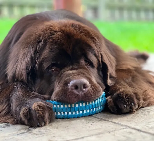 brown newfoundland dog laying down