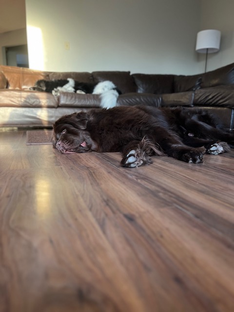 brown Newfie laying on laminate flooring in house