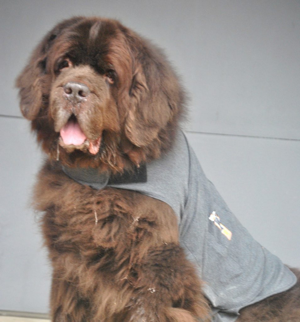 ThunderShirt Review For Big Dogs