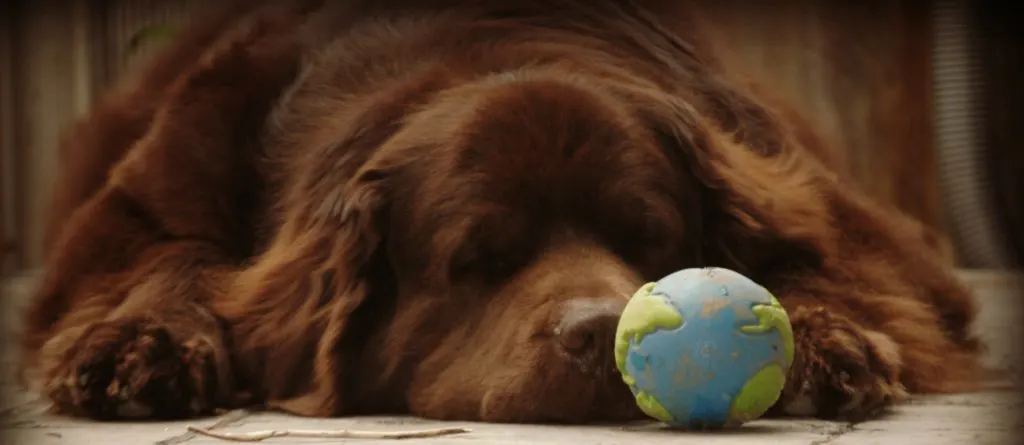 We're Big Dogs Living In A Small Dog World.