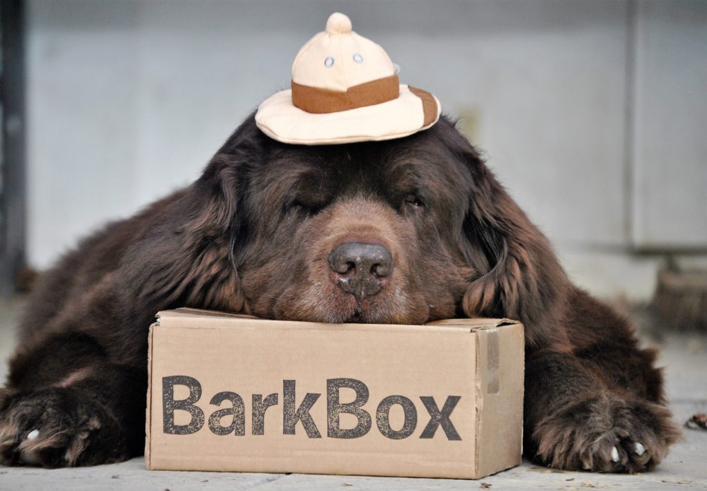 BarkBox Delivers The Safari Right To Our Door