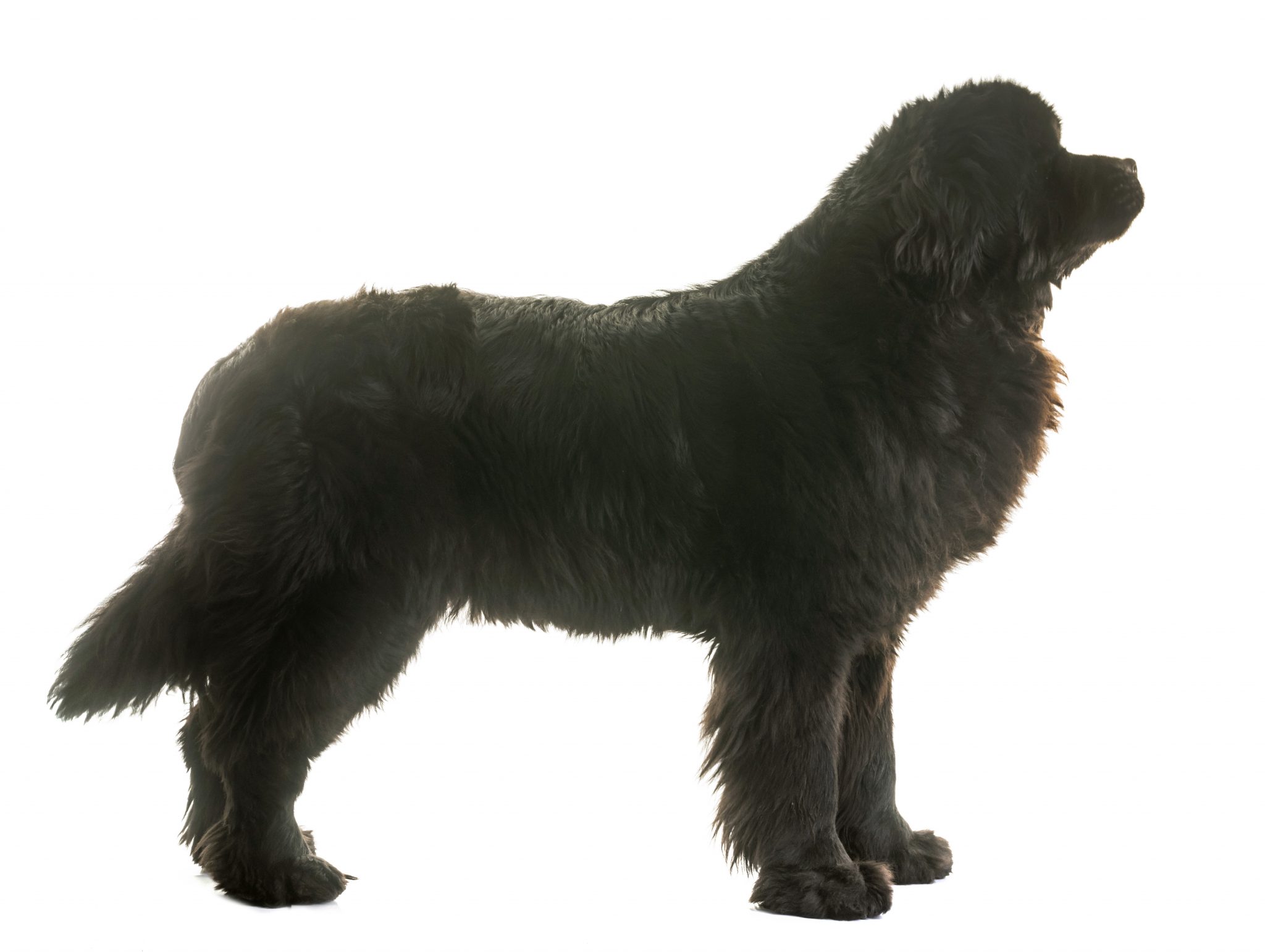 When Should A Newfoundland Dog Be Spayed Or Neutered My Brown Newfies