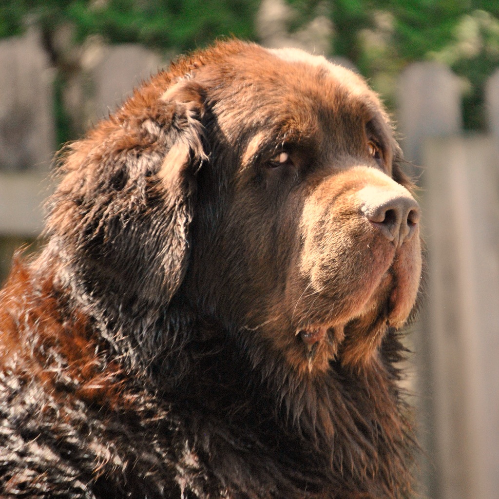 20 Things I've Learned About Newfies, Dogs And Myself Over The Last 20 Years