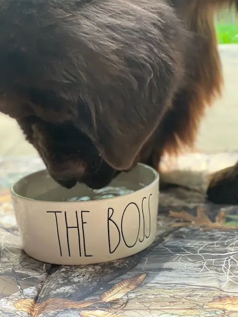 dog drinking ice water out of ceramic bowl