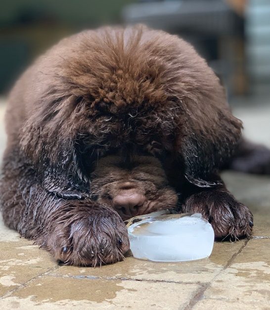 brown puppy eating a large ice cube
