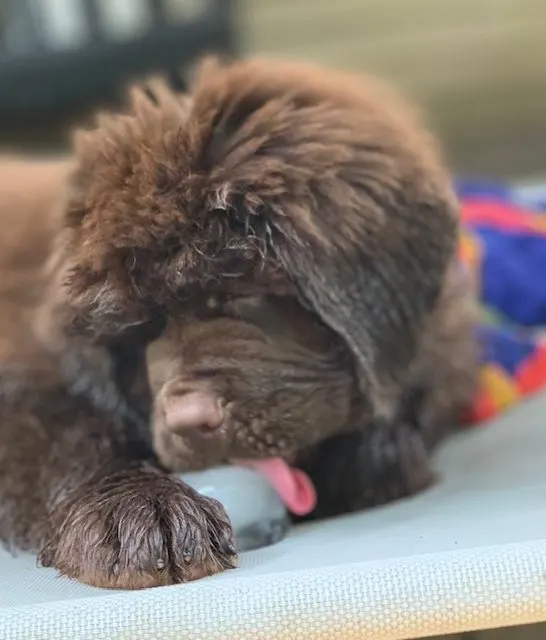 puppy licking an ice cube