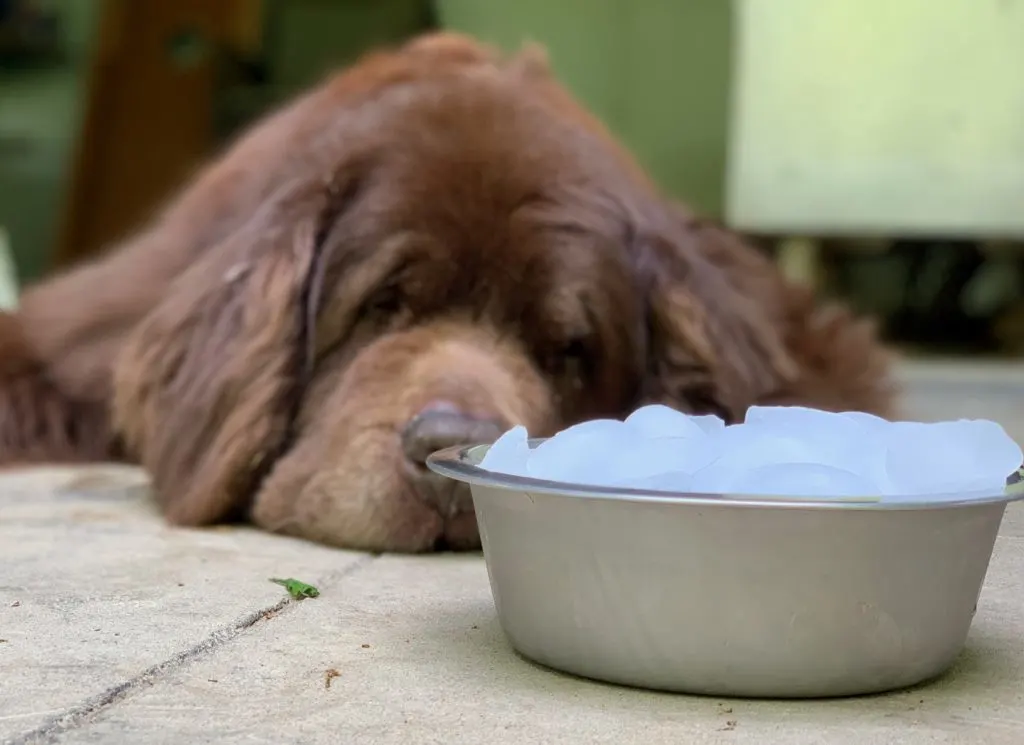 dog bowl filled with ice cubes