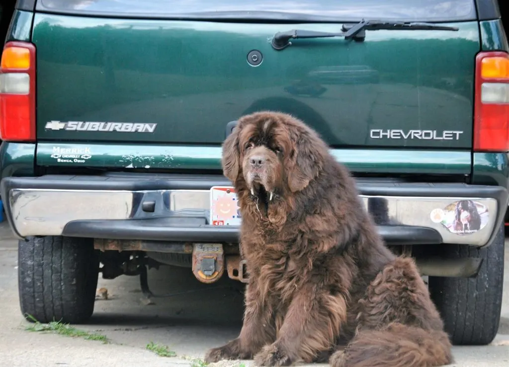 A Tribute To The Newf Mobile #AutotraderDogDay