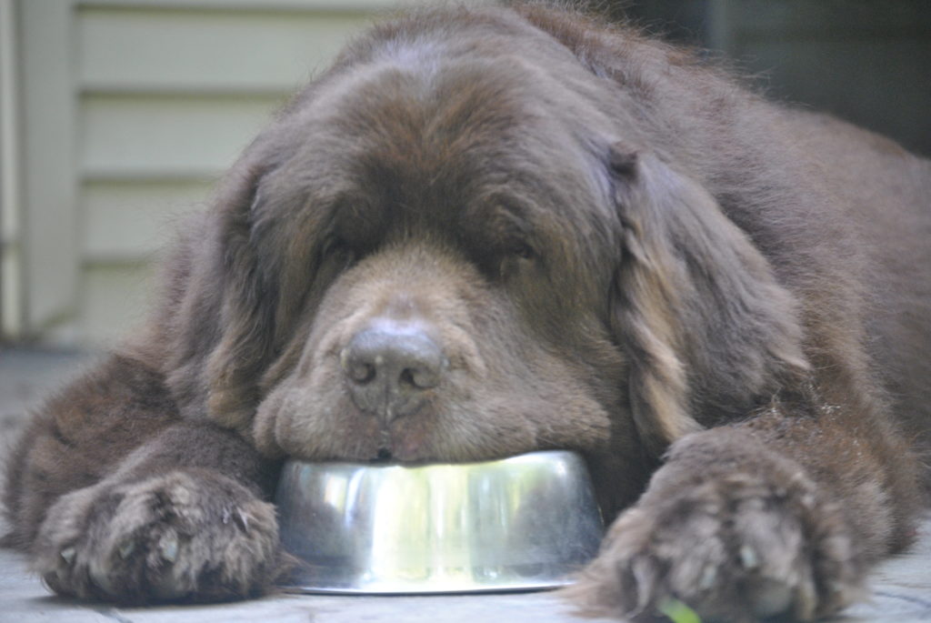 My Dog Won't Eat. What To Try If Your Newfie Refuses Food - My Brown Newfies
