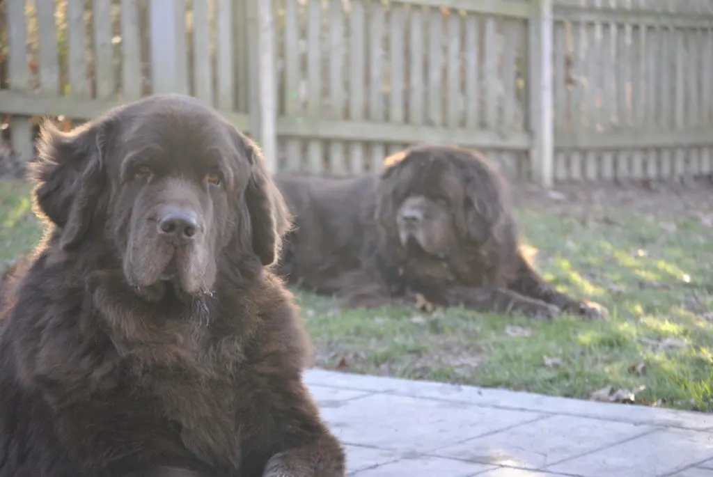 Keep Your Dog Happy and Healthy With Pet Products From iHerb