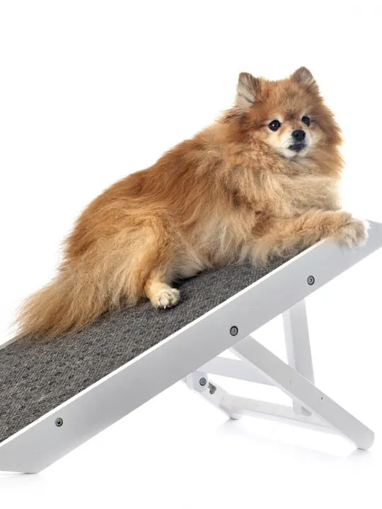 best dog ramps for senior dogs