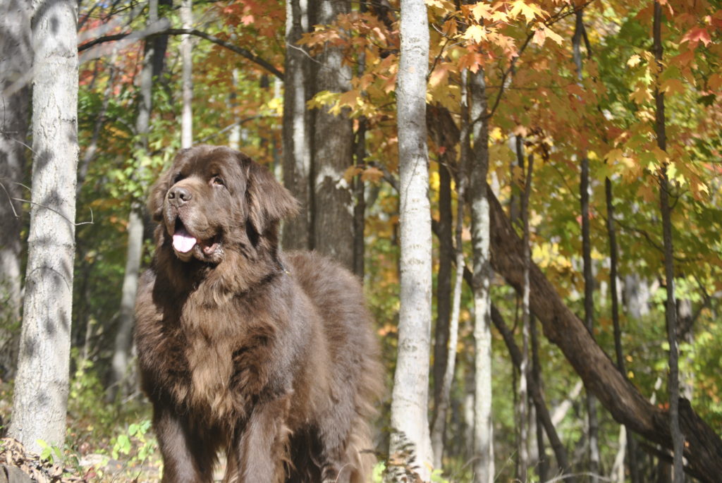 Newfoundland dog out for a hike in the fall