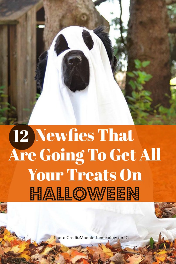 Looking for some great Halloween costumes for your dog this fall? Check out these 12 Newfies that nailed Halloween last year with their creative dog costumes