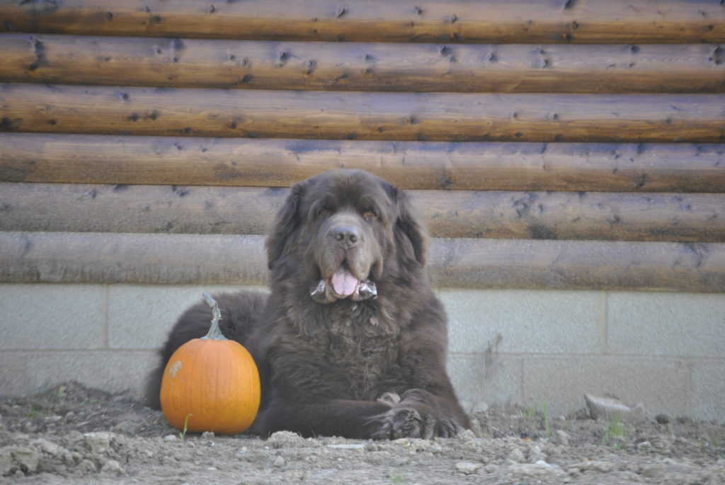brown newfoundland dog with pumpkin