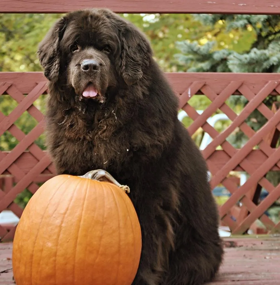 Fun Fall activities to do with your Newfoundland