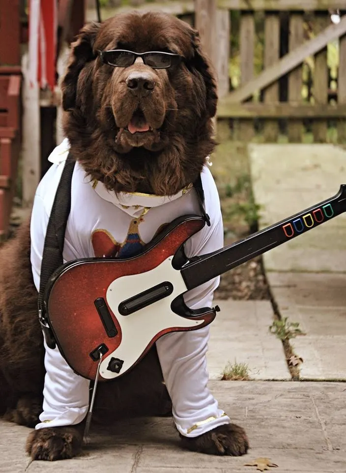 Newfoundland dog dressed up as Elvis for Halloween