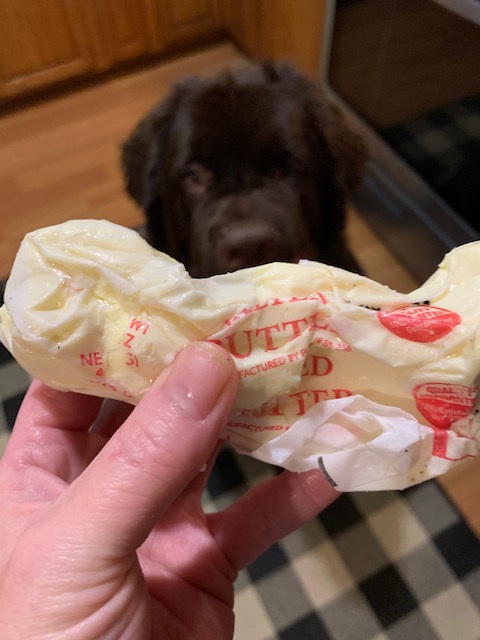 newfie puppy stealing butter
