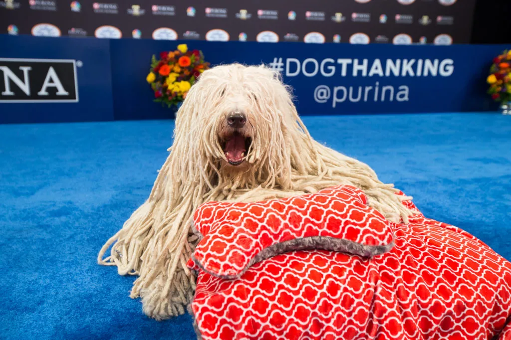 The National Dog Show And #DogThanking With Purina. A Thanksgiving Tradition