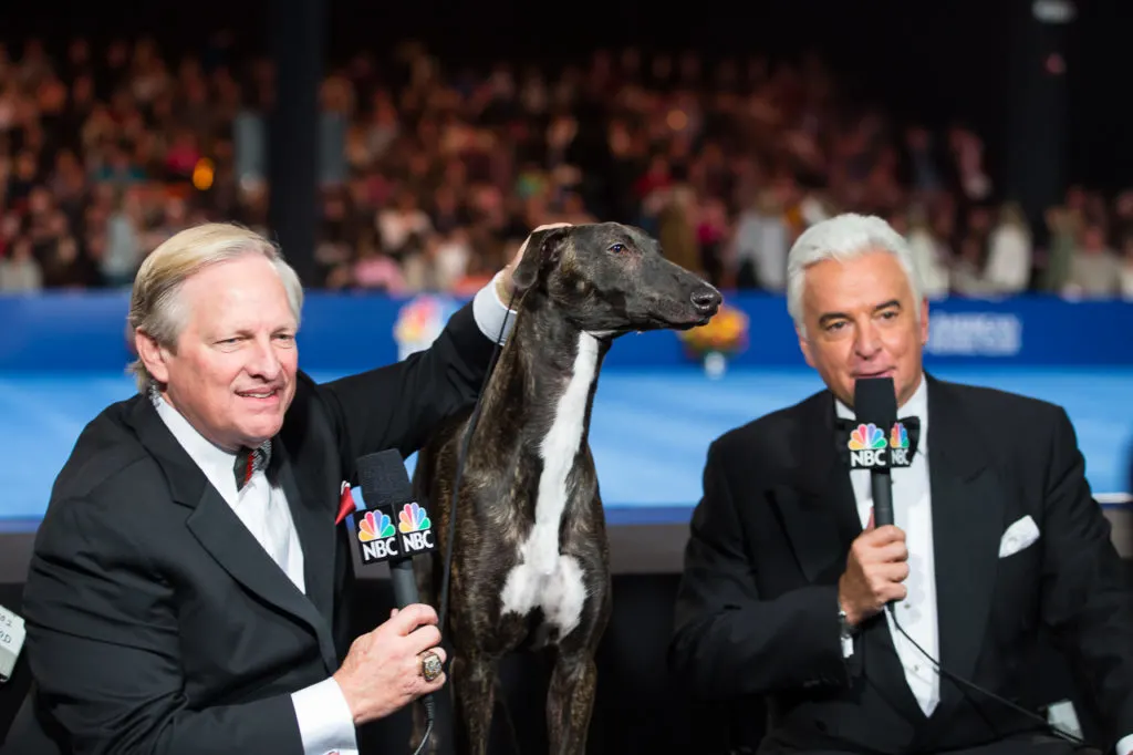 The National Dog Show And #DogThanking With Purina. A Thanksgiving Tradition