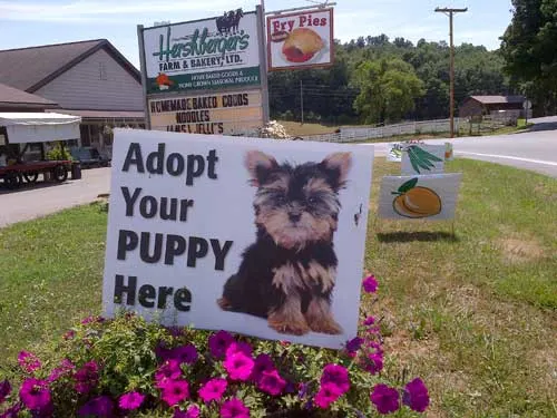 Photo courtesy of The Puppy Mill Project