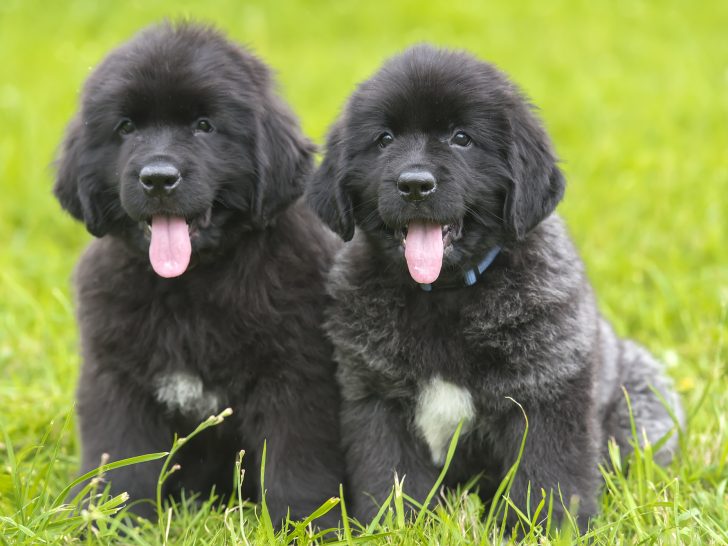 newfie puppies should not go to new homes before 10-12 weeks of age