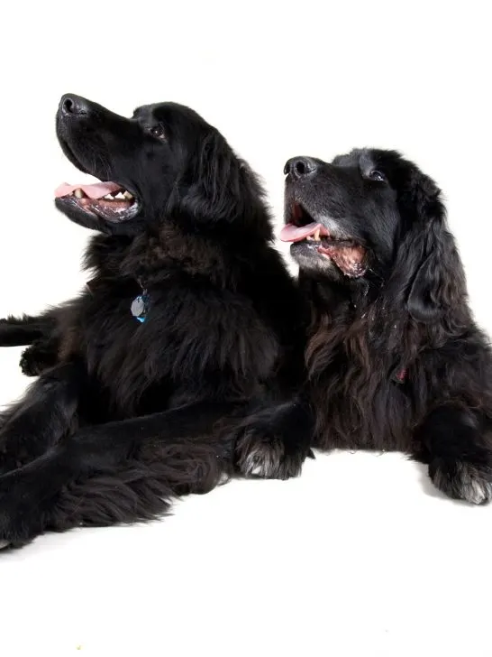 adult purebred black newfoundland dogs laying down on the floor