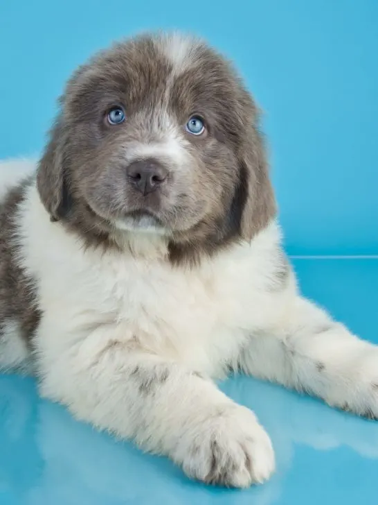 grey and white newfie puppy