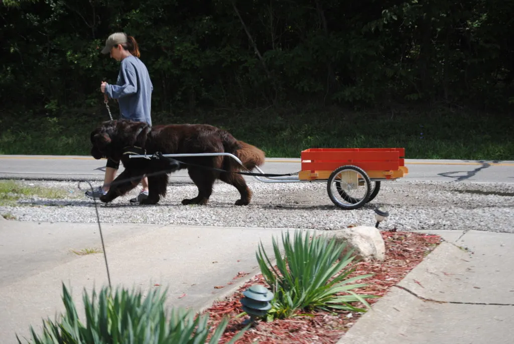 Carting With Your Dog 101 - My Brown Newfies