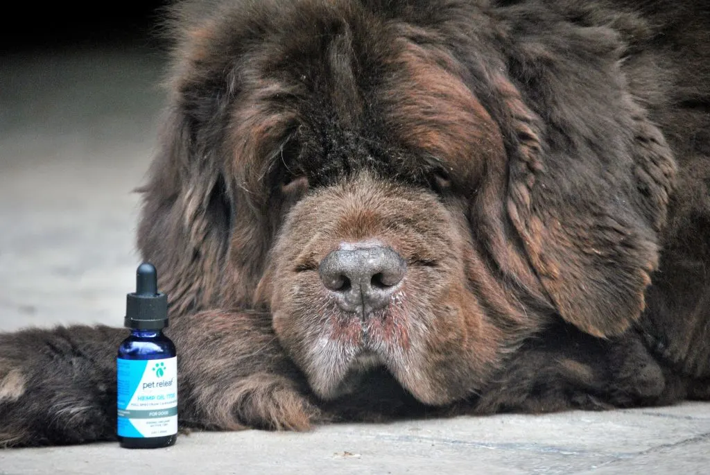 What You Should Know Before Giving Your Dog CBD Hemp Oil