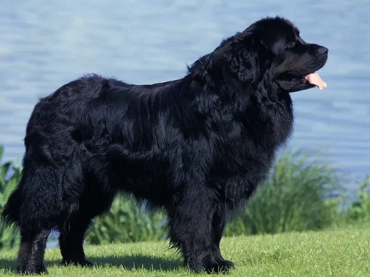 newfoundland dogs that lived in the White House