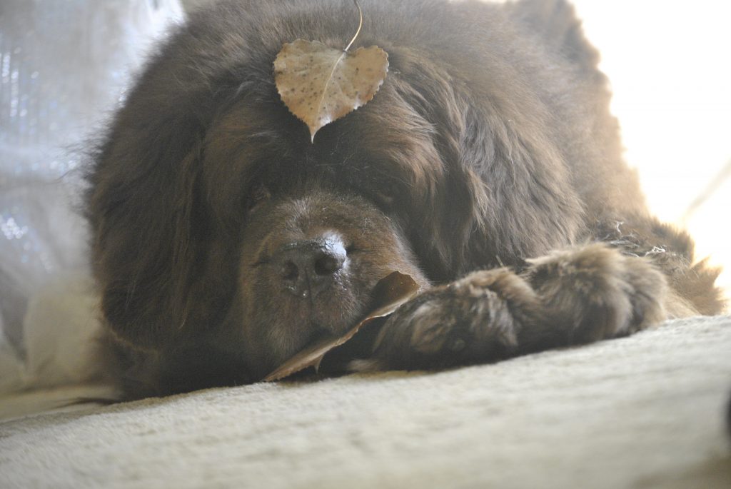 8 Things Most Newfie Owners Can Relate To In The Spring