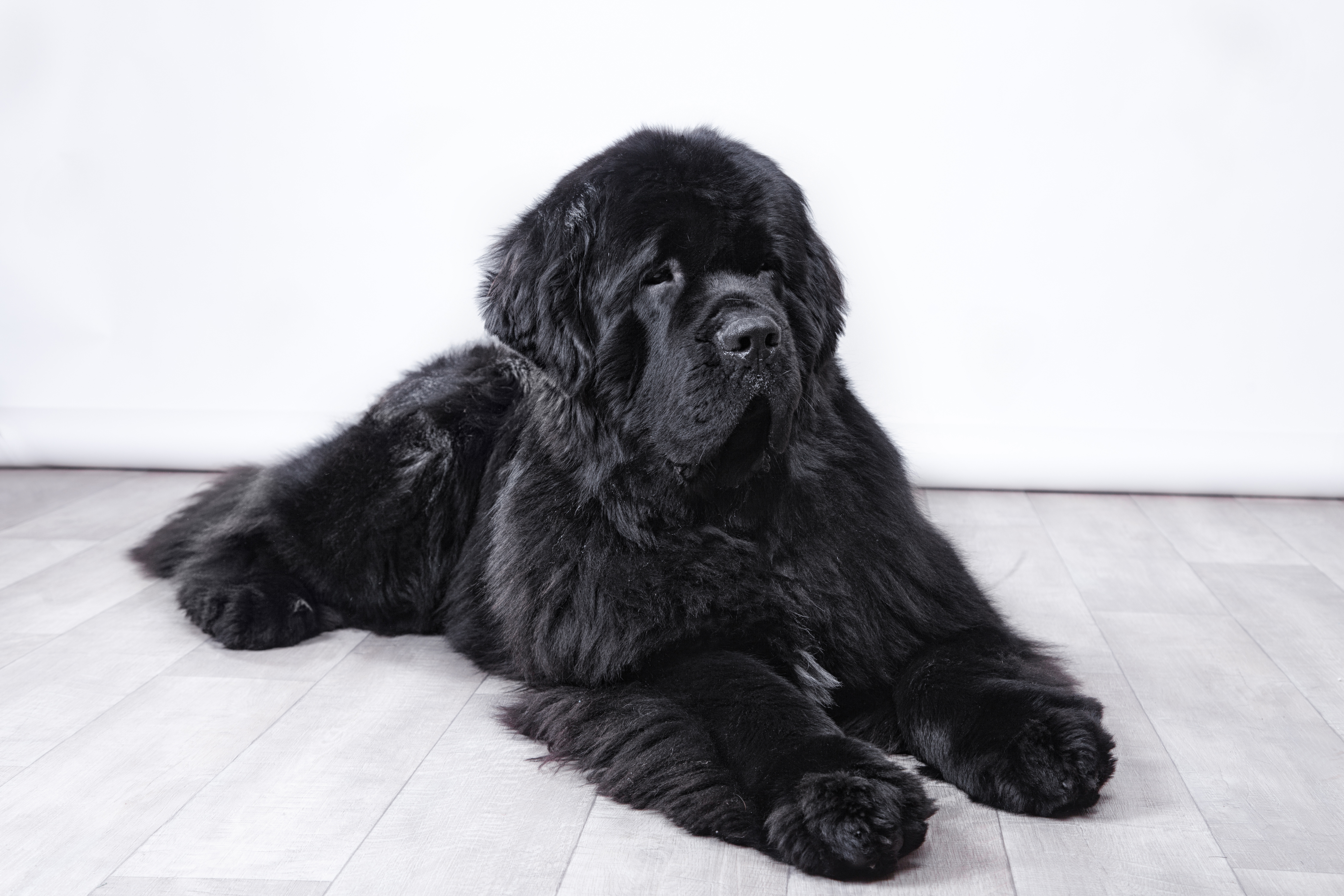 black newfoundland dog