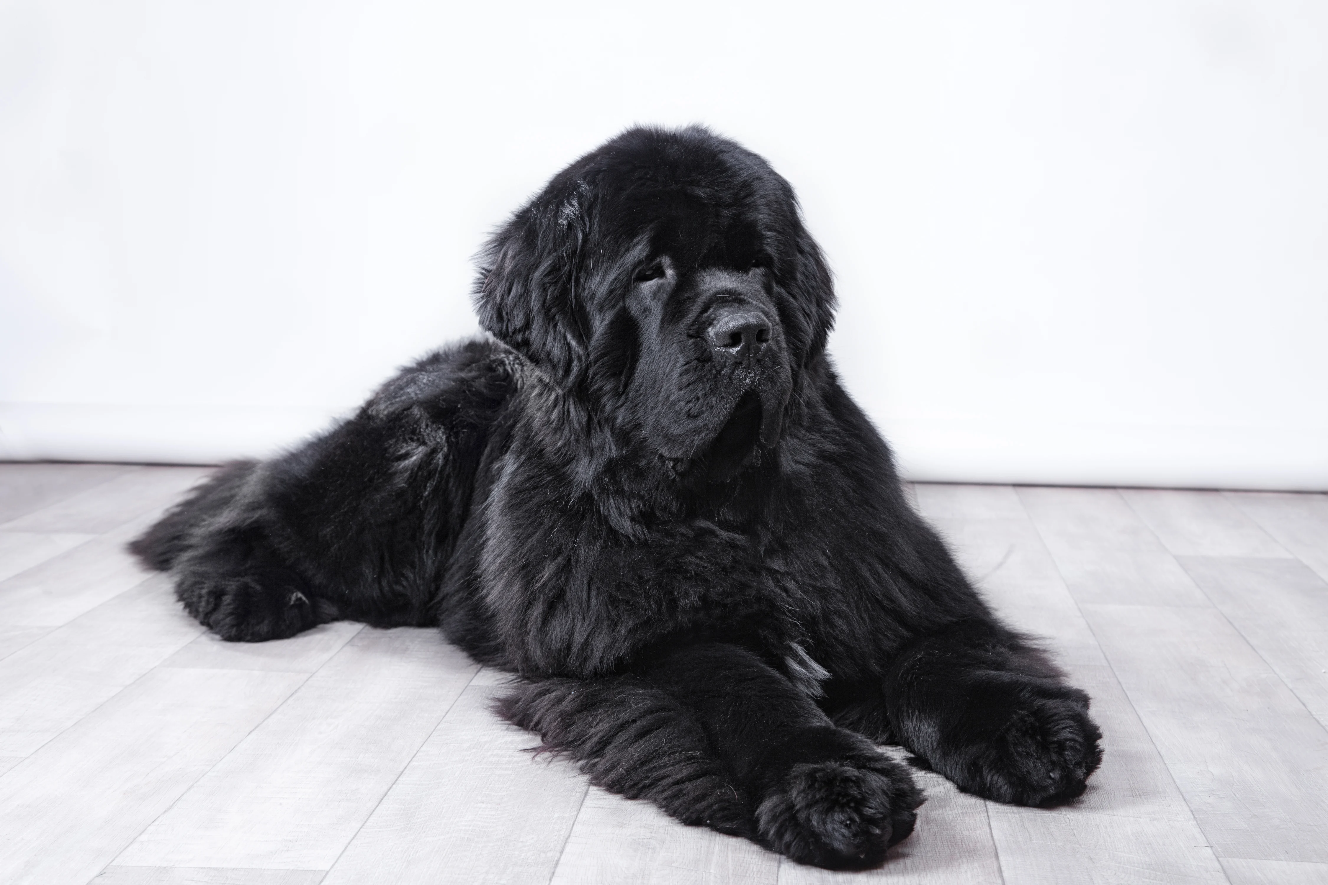 black newfoundland dog