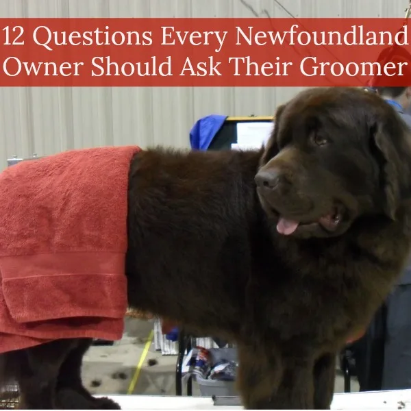 12 Questions Every Newfoundland Owner Should Ask Their Dog Groomer