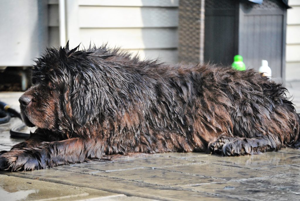 Bath Day Revelations With the Brown Newfies. 