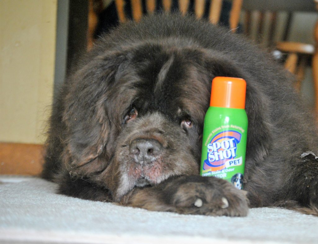 The Easiest Way To Instantly Remove Muddy Paw Print Stains From Carpet This Spring.