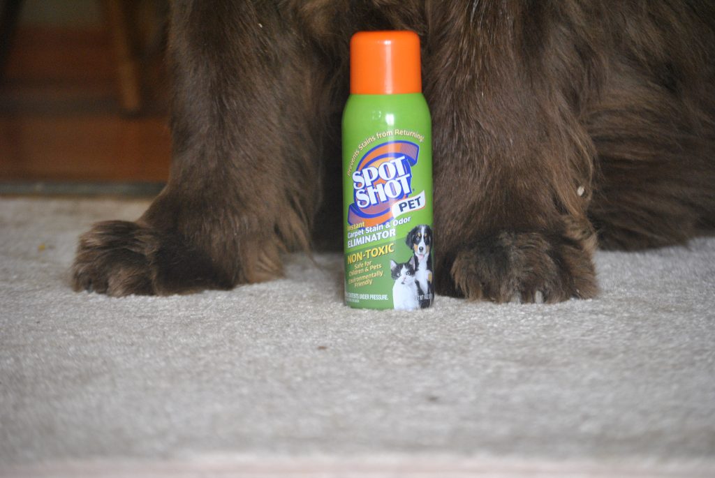 The Easiest Way To Instantly Remove Muddy Paw Print Stains From Carpet This Spring.