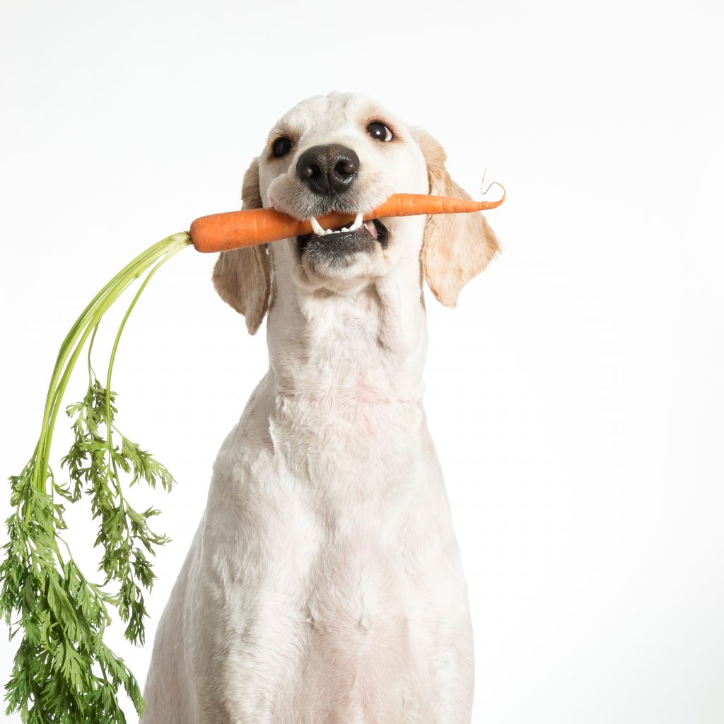 dog holding a carrot planted in a dog-friendly garden