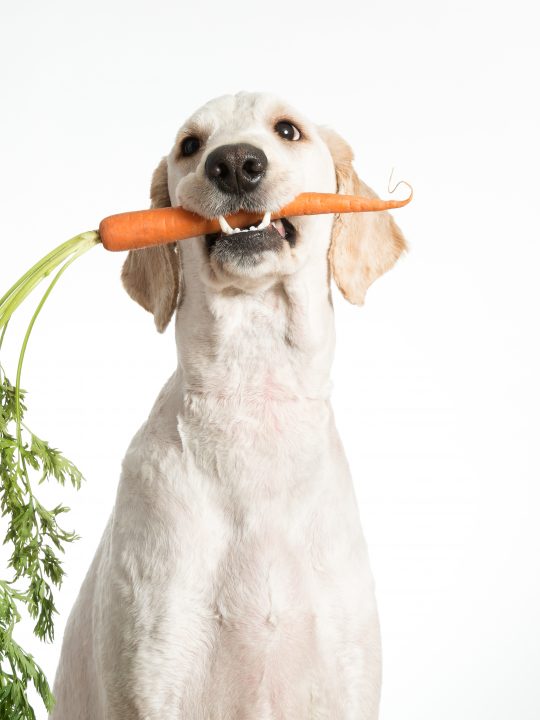 dog holding a carrot planted in a dog-friendly garden
