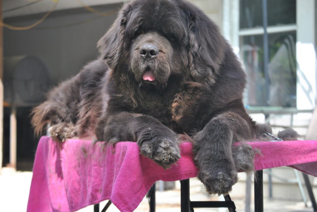 12 Questions Every Newfoundland Owner Should Ask Their Dog Groomer.