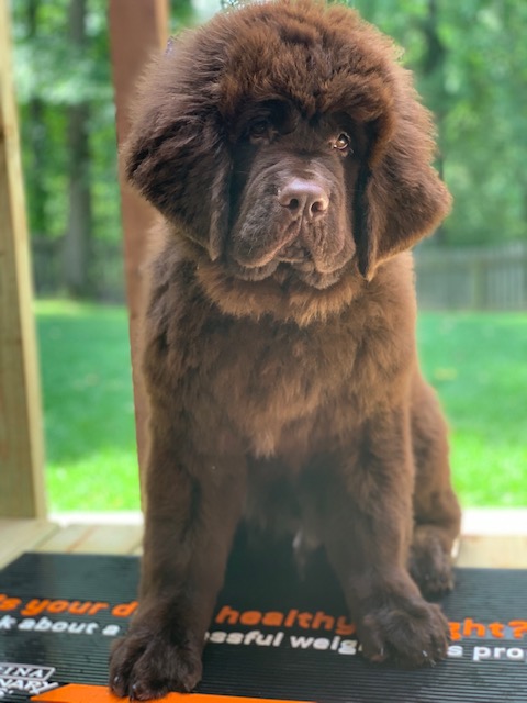 brown newfie puppy on grooming table