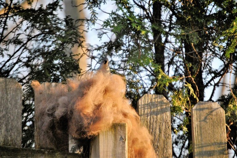 Easy Ways To Help Birds Build Their Nests With Dog Hair My Brown Newfies