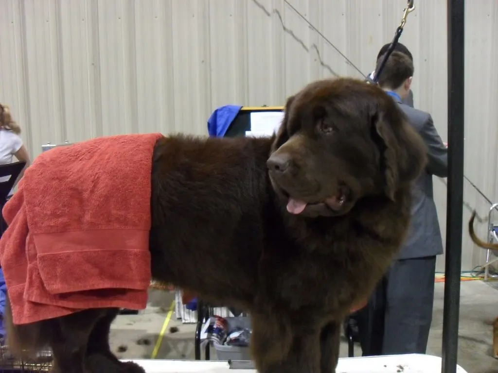 8 Tips On Attending A Dog Show Looking For A Breeder