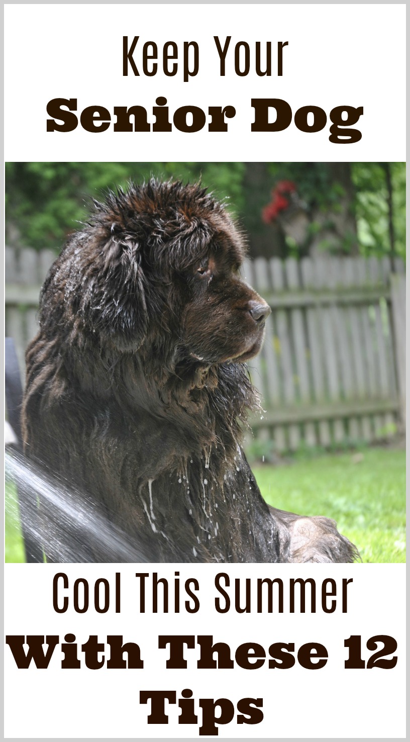 12 Ways To Keep Your Senior Dog Cool In Hot Weather My Brown Newfies