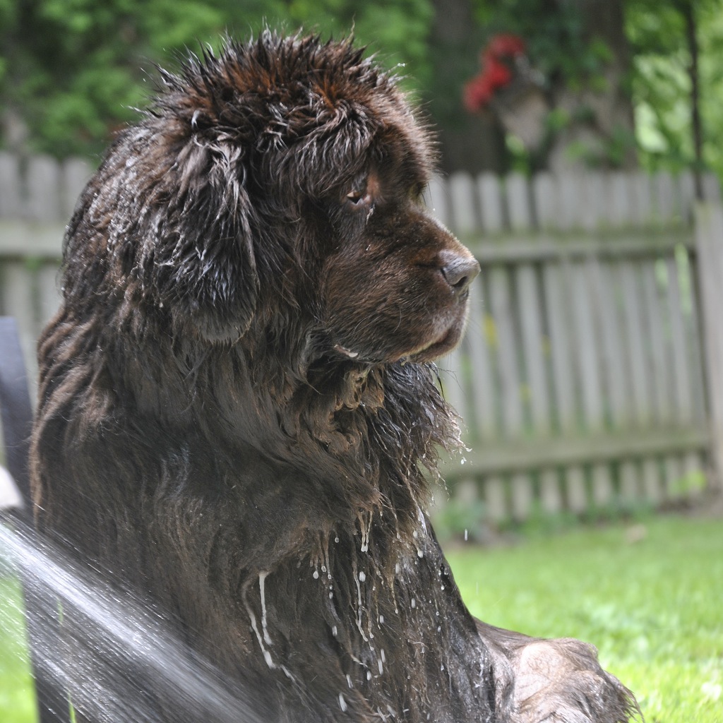 12 Ways To Keep Your Senior Dog Cool In Hot Weather